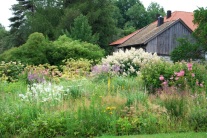 Staudenkompositionen im Garten von Karin Winkler