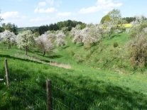 Blühende Streuobstwiese am Hang