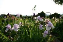 Gegenlichtaufnahme von Irisblüten