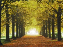 Herbstliche Allee Schlosspark Schwanberg