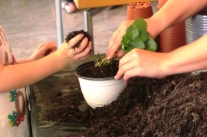 Hände von einem Erwachsenen und einem Kind, die Pflanzen eintopfen