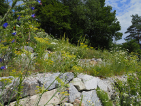 Trockenmauer mit Kräuterwiese