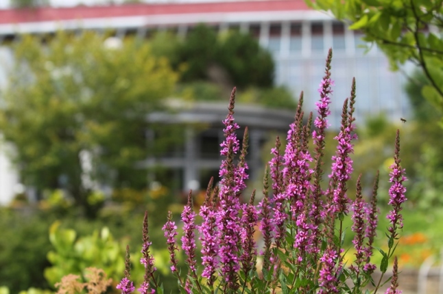 Blutweiderich auf dem Campus der LWG in Veitshöchheim