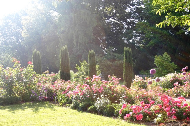 Rosenpflanzung im Oberdieckgarten
