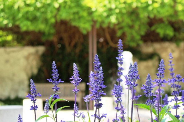 Nahaufnahme blauer Lavendel, im Hintergrund Parkbank und -mauer