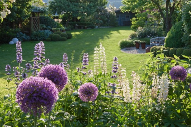 Blick über Zierlauch und Lupinen auf die von Stauden und Sträuchern eingerahmte Rasenfläche