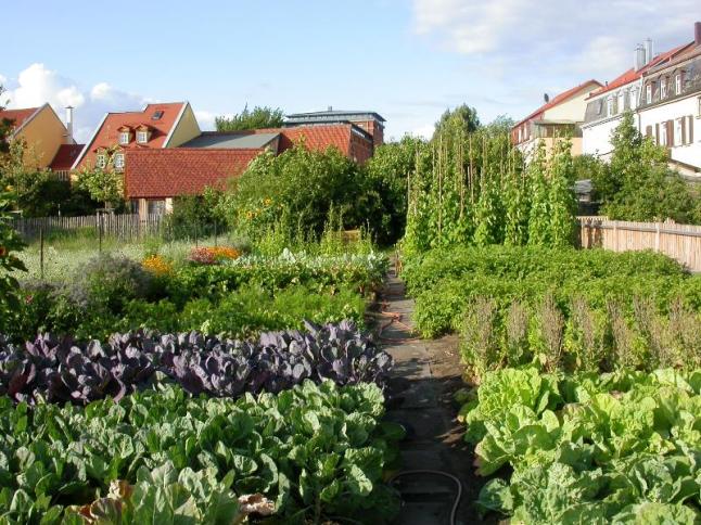 Beete mit alten Bamberger Gemüsesorten