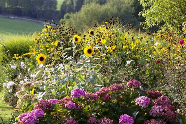 Blick über blühende Stauden und Sträucher, Sonnenblumen