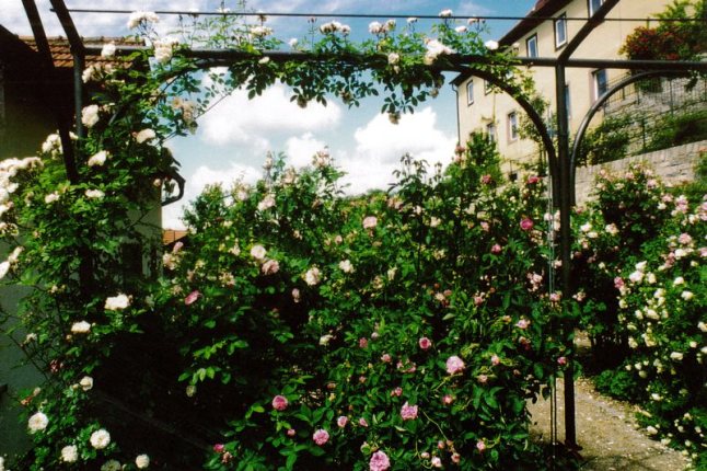 Pergola mit verschiedenen Kletterrosen