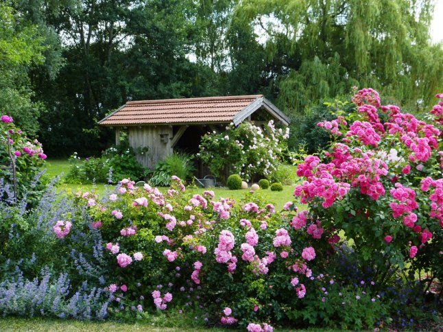 Gartenhäuschen von verschiedensten Buschrosen umrahmt.