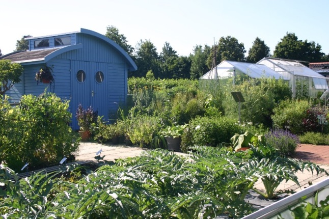 Blick auf Beet mit Artischocken Gewächshäuser und Gartenhäuschen