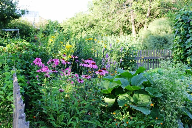 Spätsommerliche Blütenpflanzen im Kreislehrgarten Regenstauf