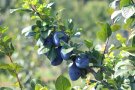Blaue Zwetschgen am Zweig