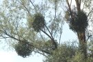 Misteln am Baum