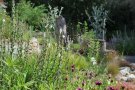 Hortus nocte – Blühpflanzen für nachtaktive Insekten und Fledermäuse