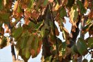 Trockenschäden an den Blättern eines Laubbaumes: vertrocknete Blattränder