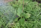 Grüner Mulch auf einem Beet um eine Pflanze