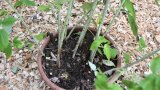 Himbeeren im Topf nach dem Schnitt