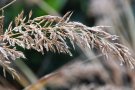 Diamantgras mit Regentropfen (Calamagrostis brachytricha)