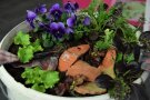 Urban Gardening im Eimer mit Salatjungpflanzen und Hornveilchen