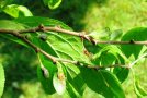 Durch Frost geschädigte Zwetschgenfrüchte werden glasig bis braun.