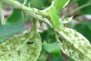 Grauschwarze Marienkäferlarven zwischen grünen Blattläusen