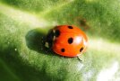 Roter Marienkäfer auf grünem Blatt