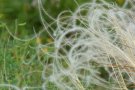 fedrige Samenstände von Federgras (Stipa)