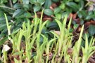 Frischgrüner Austrieb von Taglilie