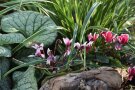 Herbstbepflanzung mit Cyclamen