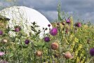 Biodiversität durch Ansaaten