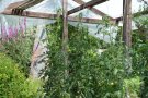 Stabtomaten unter einem Dach