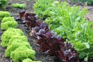 Rote und grüne Blattsalate im Herbst
