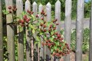 Brombeere am Zaun