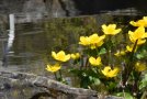 Teich mit gelber Sumpfdotterblume
