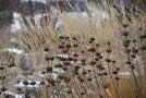 Gräser und Brandkraut im Winter