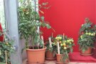 Tomaten in Töpfen