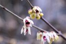 Dei Chinesische Winterblüte (Chimonanthus praecox) öffnet schon im Januar seine Blüten.