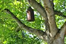 Vogelhaus im Baum aufgehängt.