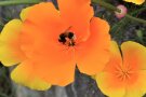 Hummel in Goldmohnblüte