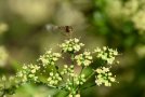 Schwebfliege im typischen Schwirrflug