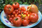 verschiedene Tomaten in einer Keramikschüssel