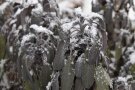 Salbei im Winter