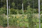 Stabtomaten an der Schnur hoch geleitet.