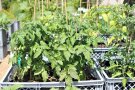 Kompakte Tomatenpflanzen stehen in einer Kiste.