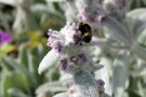 Graulaubiger Wollziest mit Hummel