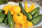 Zucchinivielfalt in gelb, grün und gespreift sowohl walzenförmig wie auch rund mit Gurke