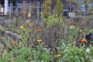 Der Garten im Spätherbst