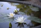 Wasserfläche mit Seerosenblüten