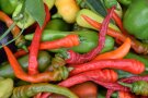 Viele verschiedene Chilifrüchte in unterschiedlichen Farben